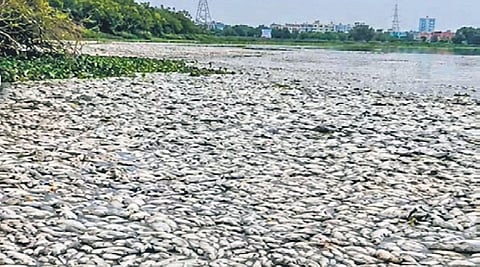 Tilapia fish found dead near Korattur lake in Chennai on Wednesday 