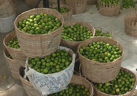 Gudur lemon Market.