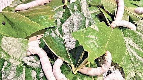 Keralam produced 18 metric tonnes of raw silk in the 2025-26 financial year, according to available data.