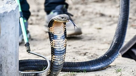 Spectacled cobras in India genetically same despite visible differences (Photo: IANS)