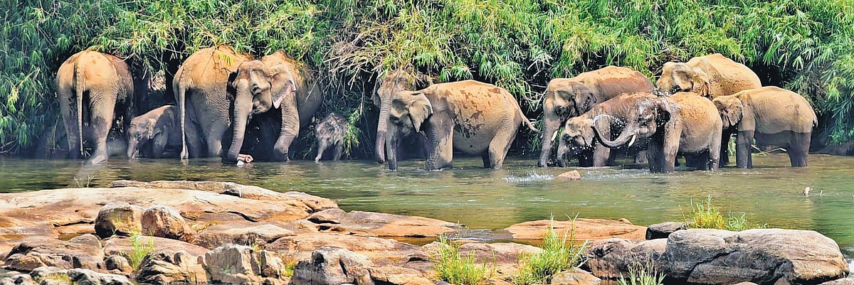 The not-so-gentle decline of giants in Keralam