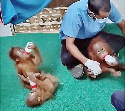 Music therapy to calm rescued orangutans at Nandankanan zoo