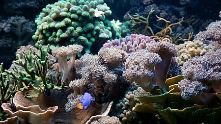 Underwater life, Fish, coral reef in ocean