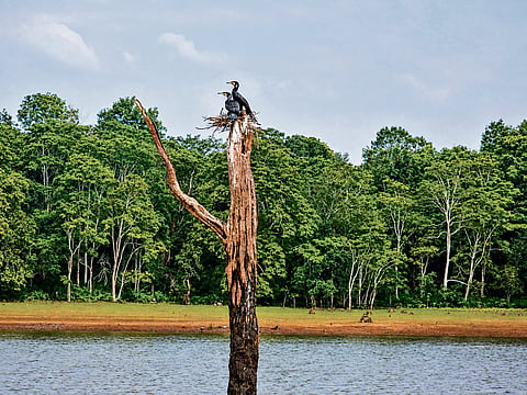 An Osprey