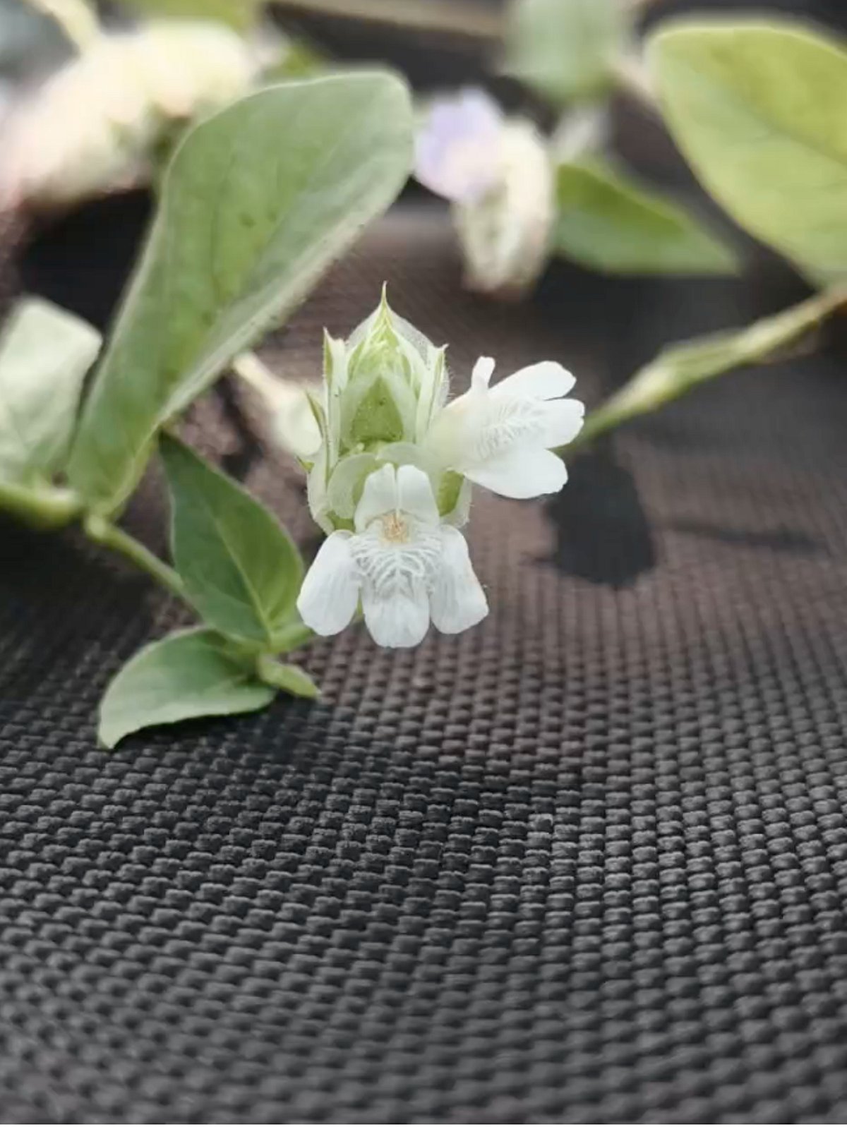 Gujarat records new white-flowered herb variety in Chhota Udepur