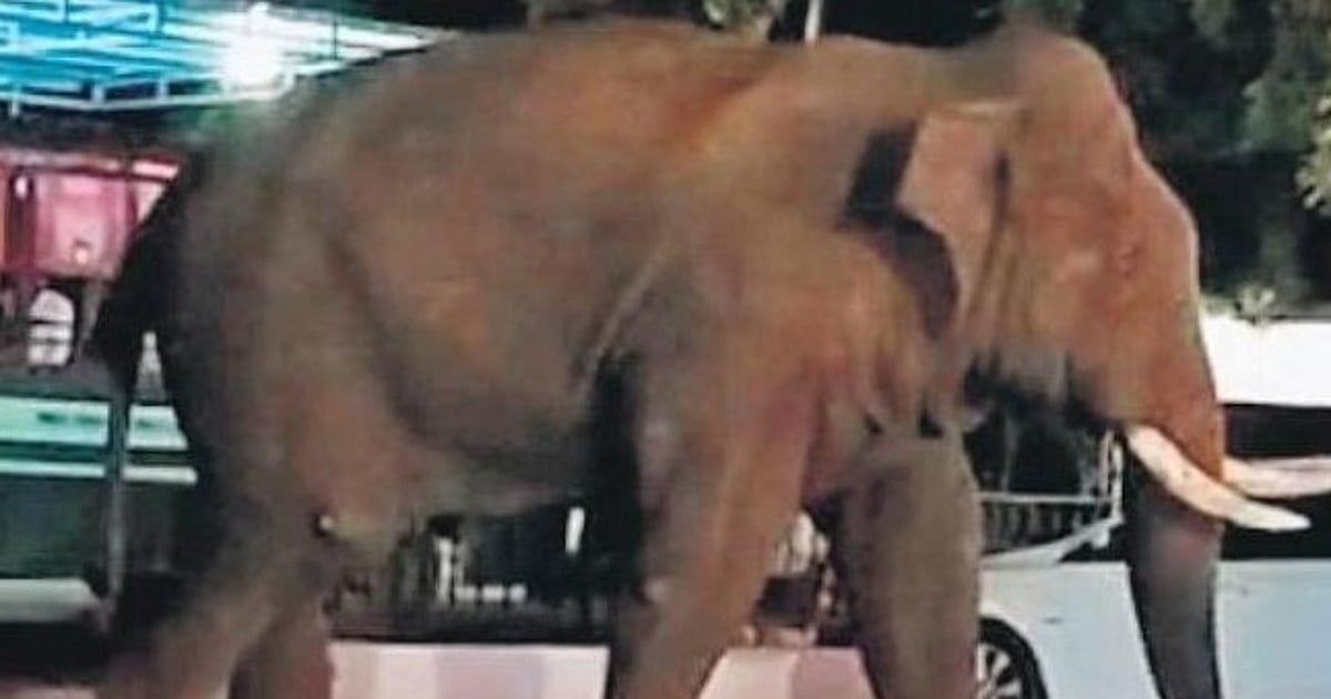 Jumbo Baahubali treated for injury in Coimbatore