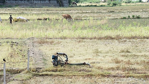Most farmers are skipping the Kuruvai season due to water shortages in the Delta district.