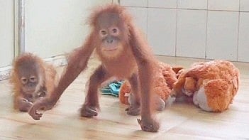 Five rescued orangutan infants housed at the Nandankanan Zoological Park.