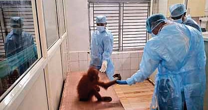 Rescued baby orangutans in stable condition at Nandankanan, say technical committee members