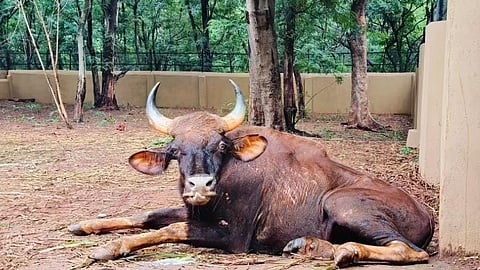Forest officials had found the trapped gaur during patrolling in the Indukuru reserve forest under Rampachodavaram Forest Division in Polavaram district on September 10. 