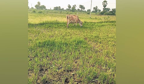 Cattle graze in a paddy field 
withering due to lack of water.