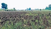 KSNDMC analysed rainfall, soil moisture and crop-index data from June 1 to September 16 and identified 53 of the remaining 115 taluks for field verification in the third phase. 