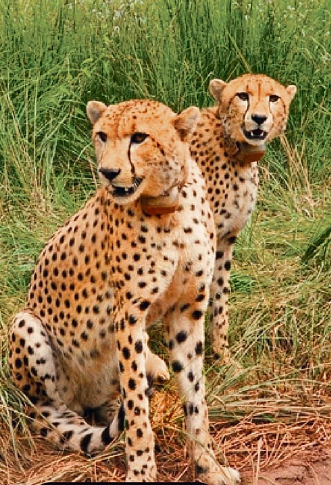Two unrelated cheetah males strike a bond of brothers at Kuno 