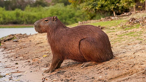 Capybara