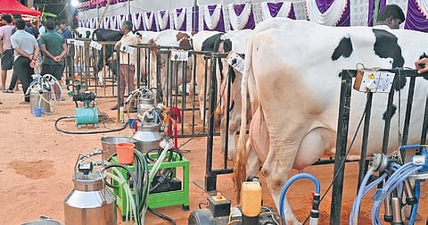 Three months back, KMF procured 1.11crore litres of milk a day; this has now reduced to 1.03 crore litres a day.
