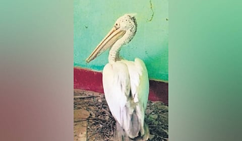 The pelican, weighing around 6 kg, was spotted by a local, Bhagabat Mandal, in his field with injuries to its wings. 