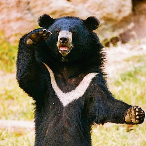 Centre orders studies on 4 bear species amid rising conflicts