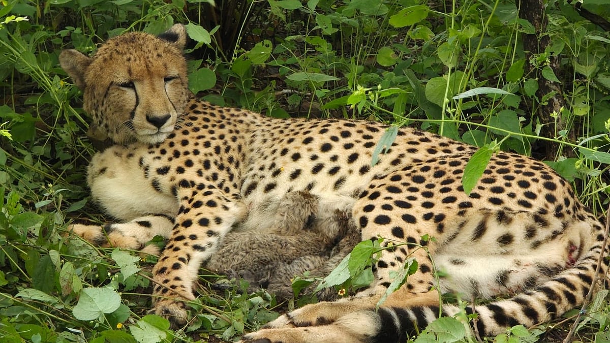 Indian-born cheetah in MP's Kuno National Park gives birth to four cubs for the second time
