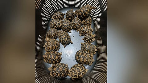 The seized tortoises.