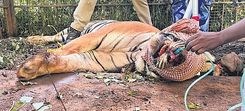 The male tiger trapped inside a cage in Gudalur on Friday  