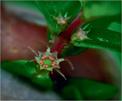 Two flowering plants added to Andaman and Nicobar’s flora