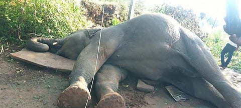 The elephant died on the spot due to the electric shock