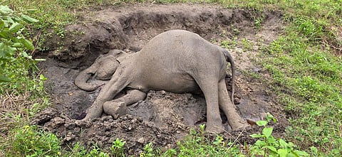  A female elephant aged about 17 years was found dead near a stream in the Mudumalai Tiger Reserve.