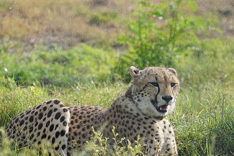 Botswanan female CCB-2 will become the second African female at GSWS.