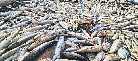 Dead fish found in the Kosasthalaiyar river on August 15 and 16 
