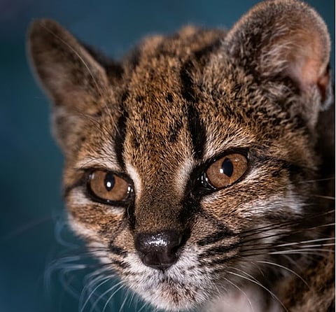 New wild cat species discovered In Bolivia