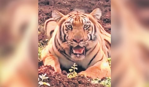 A forest official said they have been unable to track Jamuna’s movement through the radio collar for nearly two months now. 