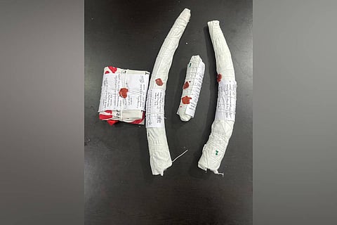During the search, officers recovered two full elephant tusks and an additional tusk piece