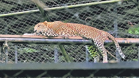 From September 1 to 16, the zoo recorded an average daily revenue of around Rs 1.88 lakh. 