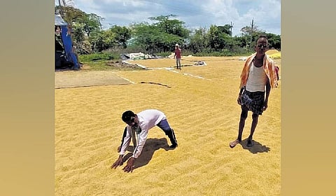 Seven fine paddy varieties have been formally notified as eligible for a bonus of `500 per quintal over and above the Minimum Support Price (MSP). These varieties are BPT 5204, RNR 15048, HMT Sona, Jai Sriram Segment, KNM 1638, WGL 44 and KNM 7715.