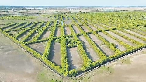 Pilot project is being explored in Kallimedu which has around 1,600 hectares of mangroves.