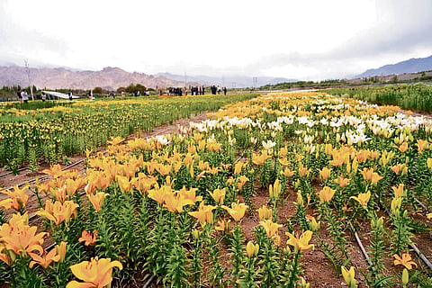 Leh opens world’s highest twin flower 
fields to tourists
