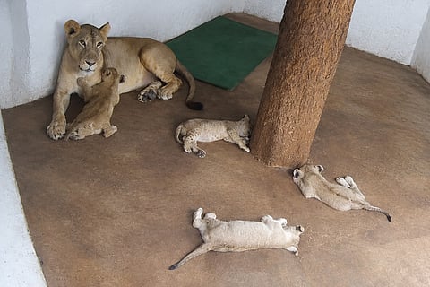 The cubs 