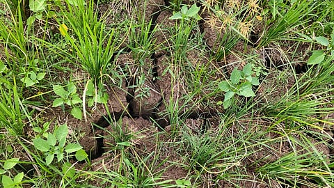 Nearly 1,200 acres were reportedly affected by the prolonged dry spell.