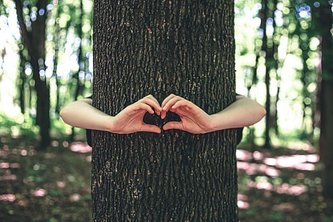 Express Impact: CMO takes up Kochi's #TreeLivesMatter issue