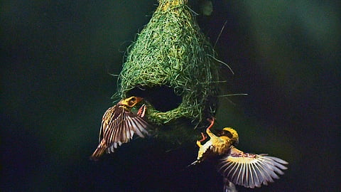 Winged wonders
