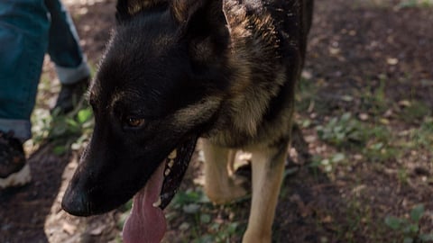 When Maya’s nose led police deep into the forest