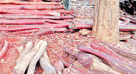 Police seized 7 red sanders logs weighing 161 kg valued at Rs 3.50 lakh from the truck, along with the two vehicles, a knife, sticks, and stones. 