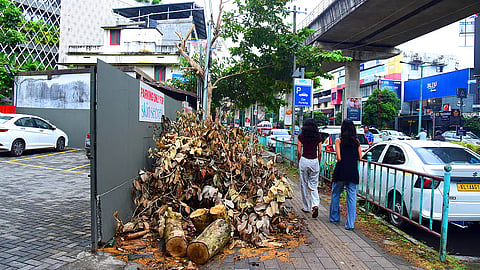 Remains of the trees that were recently chopped down near Changampuzha Park in Edapally. 