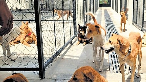 Malnourished dogs at the BNCC shelter