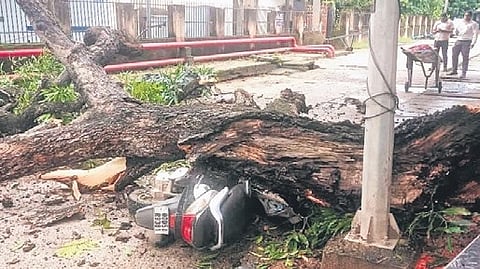 The mangled scooter after the mango tree branch fell on it, near the mortuary at SCB MCH, on Thursday.