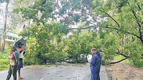 An uprooted tree blocking a road in Koraput.