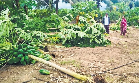 Officials of the Horticulture Department inspecting the damaged papaya crop in Srikakulam district on Saturday