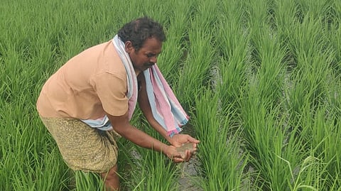 Farmers in Denduluru have alleged that chemical effluents are entering irrigation canals and contaminating water used for paddy cultivation. 