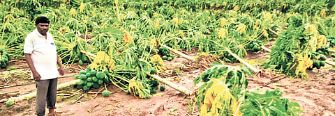 The damaged papaya plantation in Srikakulam district 