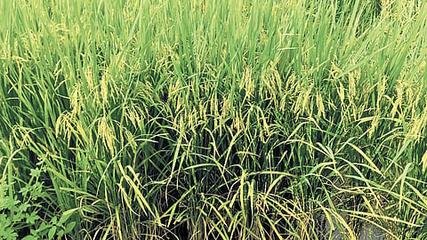 Naveen said 17 acres of the total 22 acres is being used to cultivate two varieties of paddy, while vegetables, flowers, banana, oil palm, drumstick and coconut are being grown on the remaining land. 